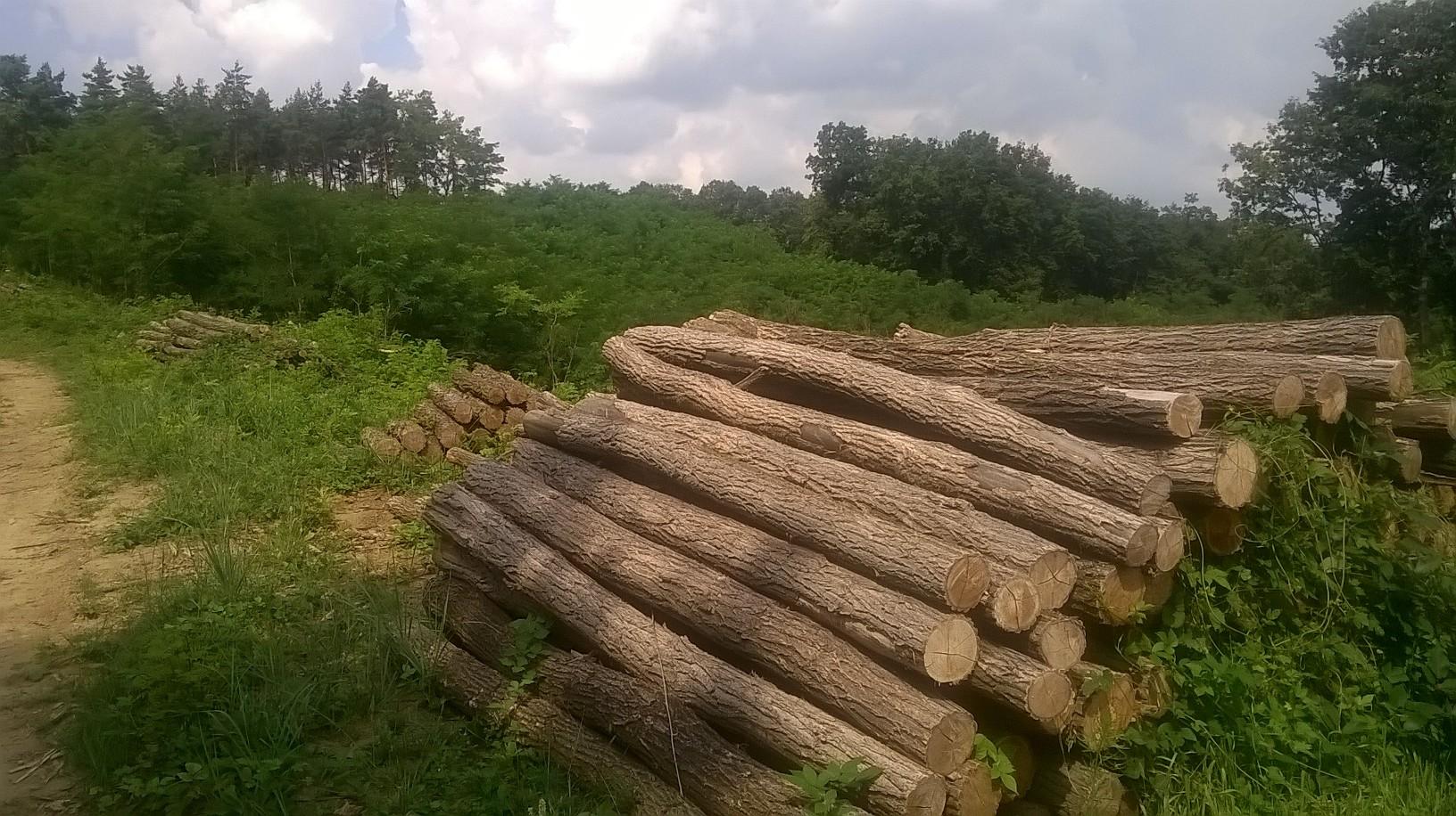 Akazienpfähle Akazienpfähle