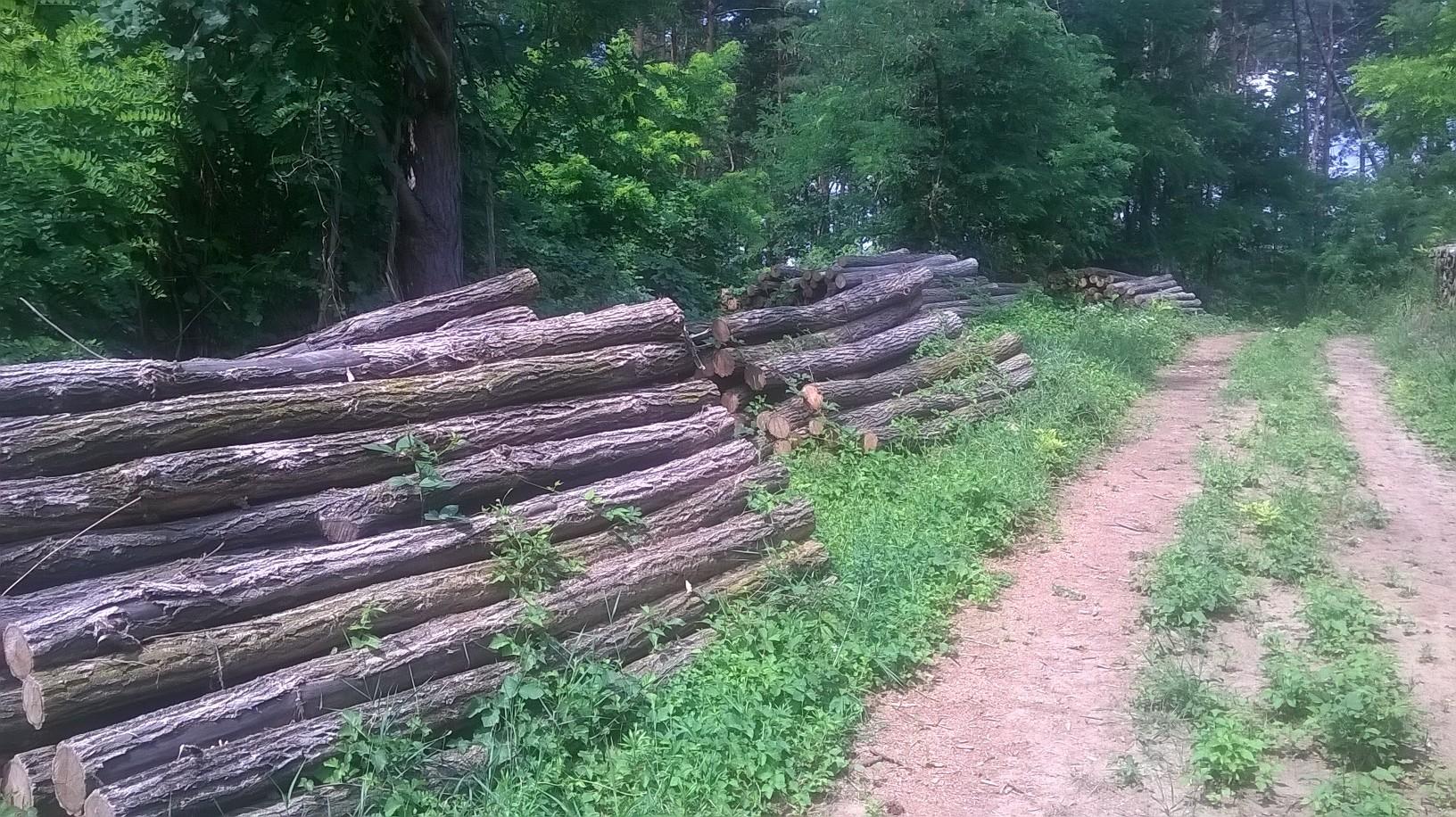 Akazienpfähle Akazienpfähle