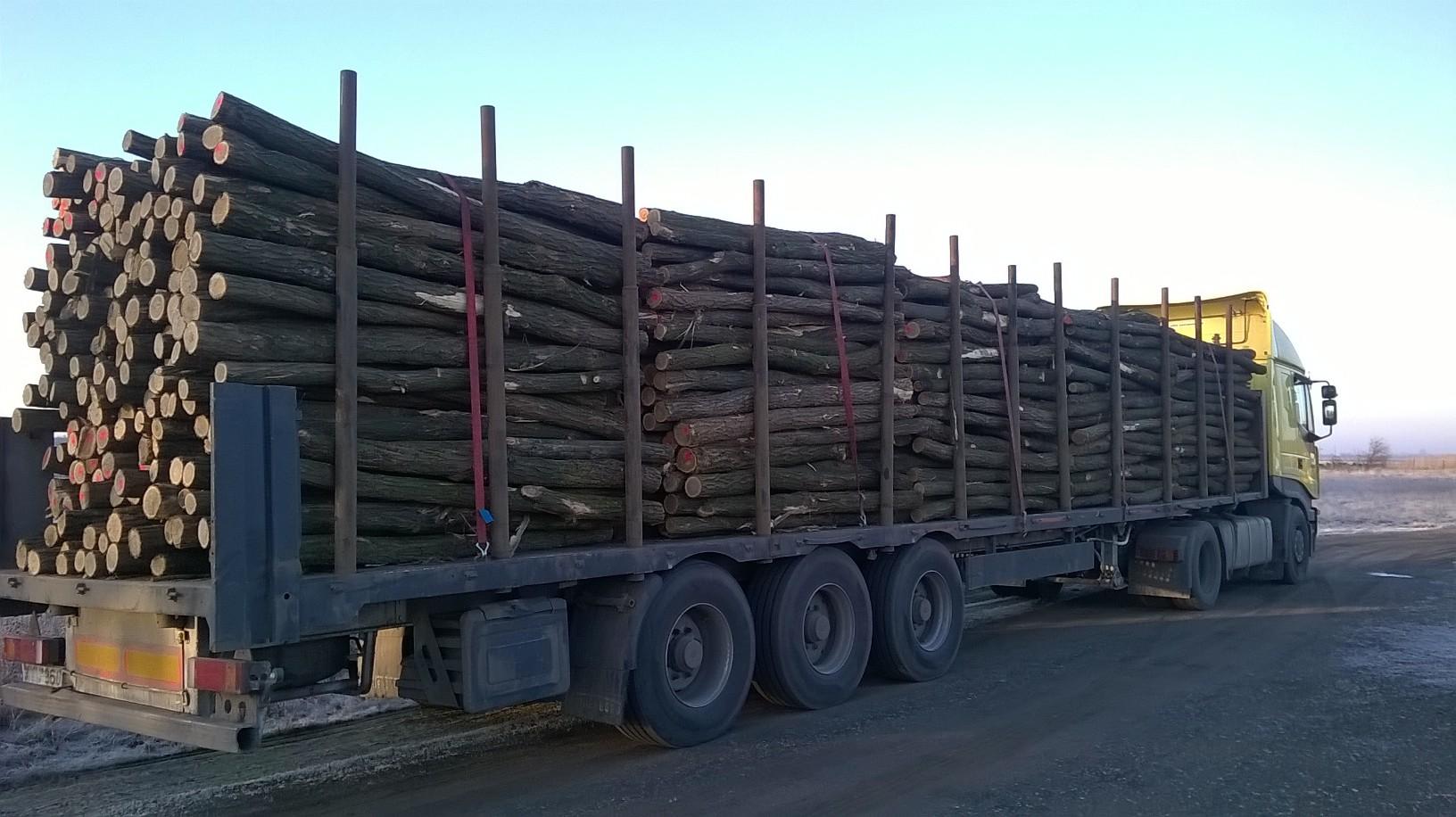 Akazienpfähle Akazienpfähle