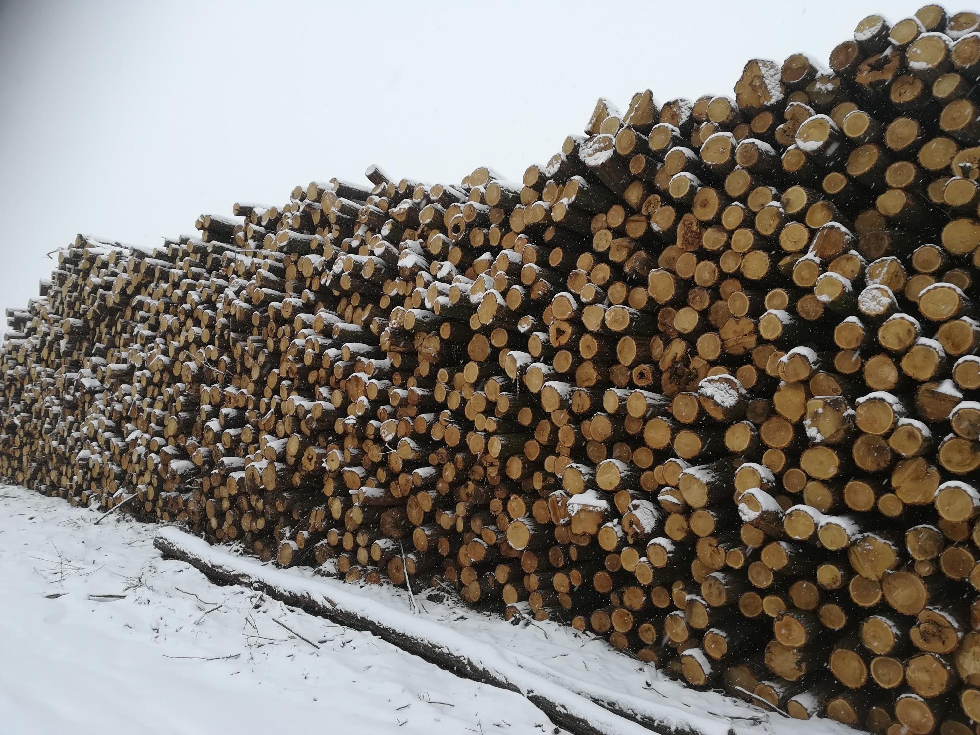 Akazienpfähle Akazienpfähle