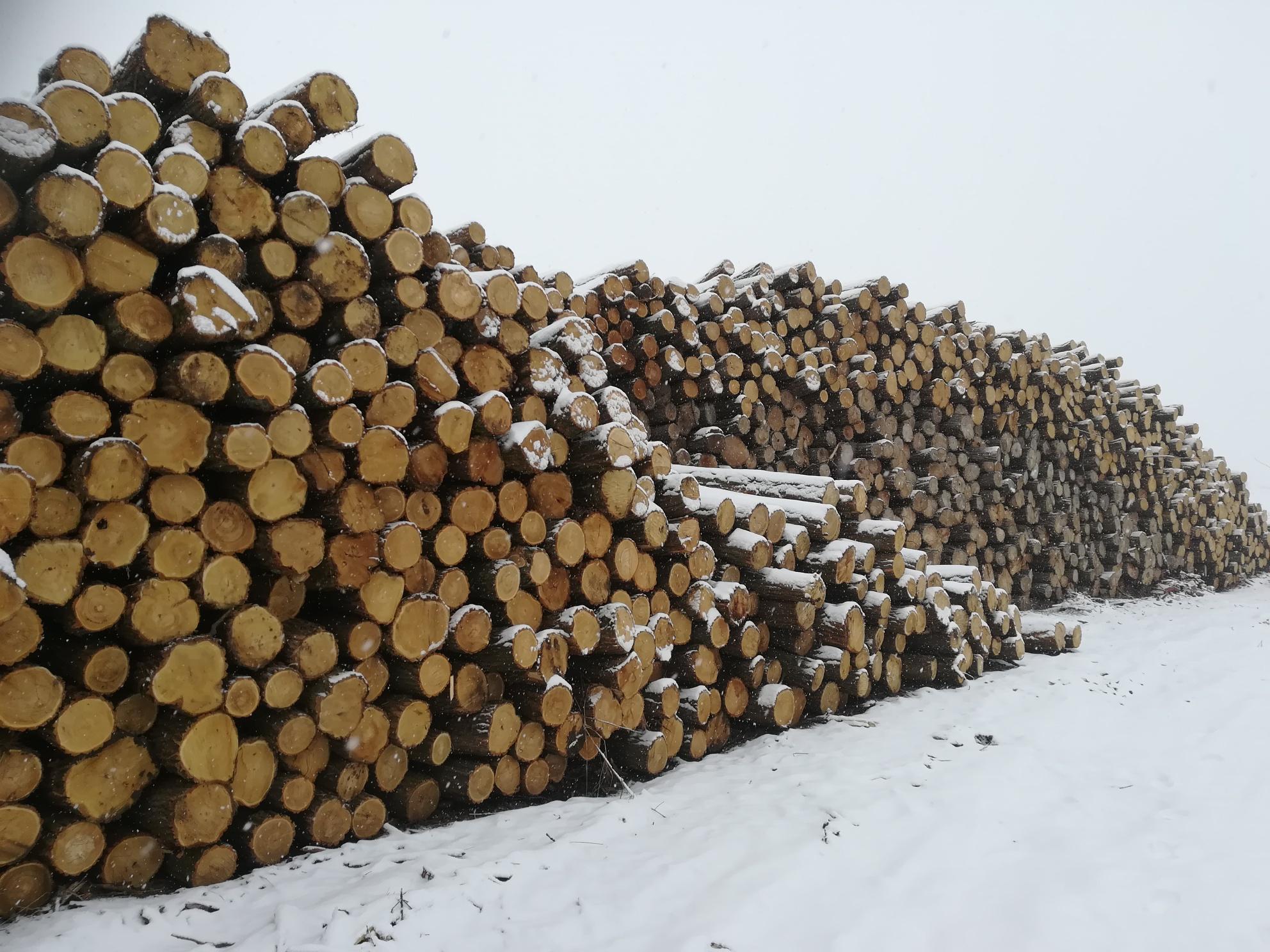 Akazienpfähle Akazienpfähle