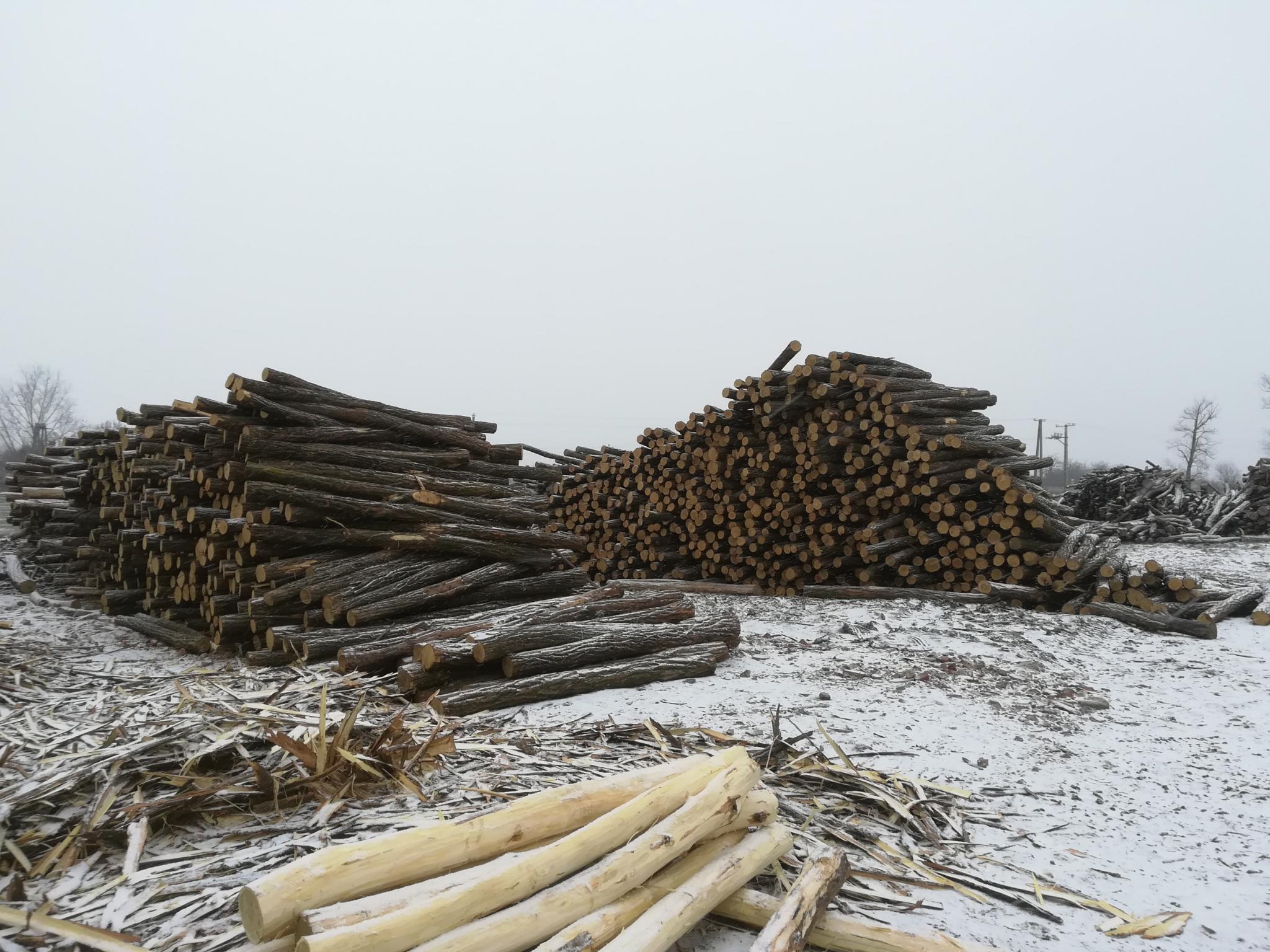 Akazienpfähle Akazienpfähle