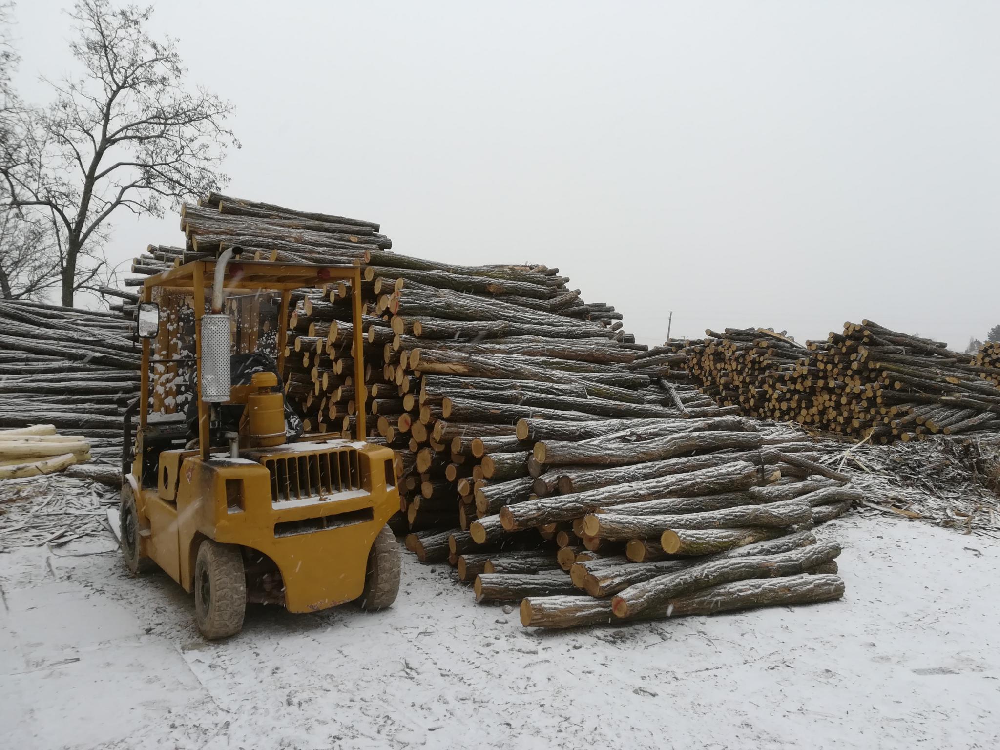Akazienpfähle Akazienpfähle