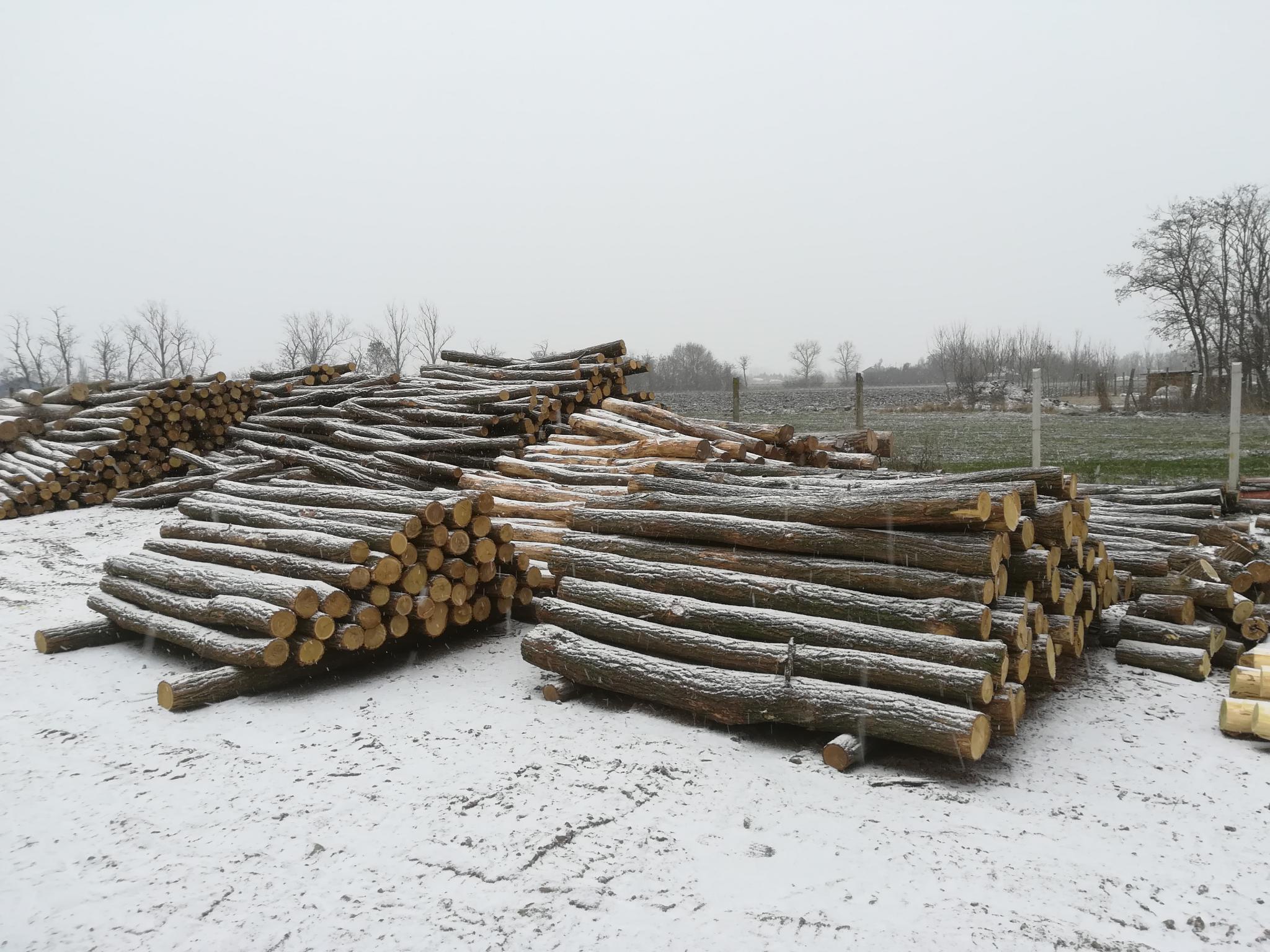 Akazienpfähle Akazienpfähle