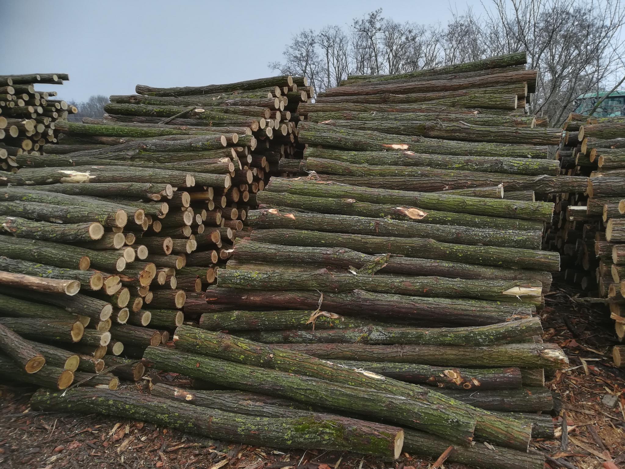 Akazienpfähle Akazienpfähle