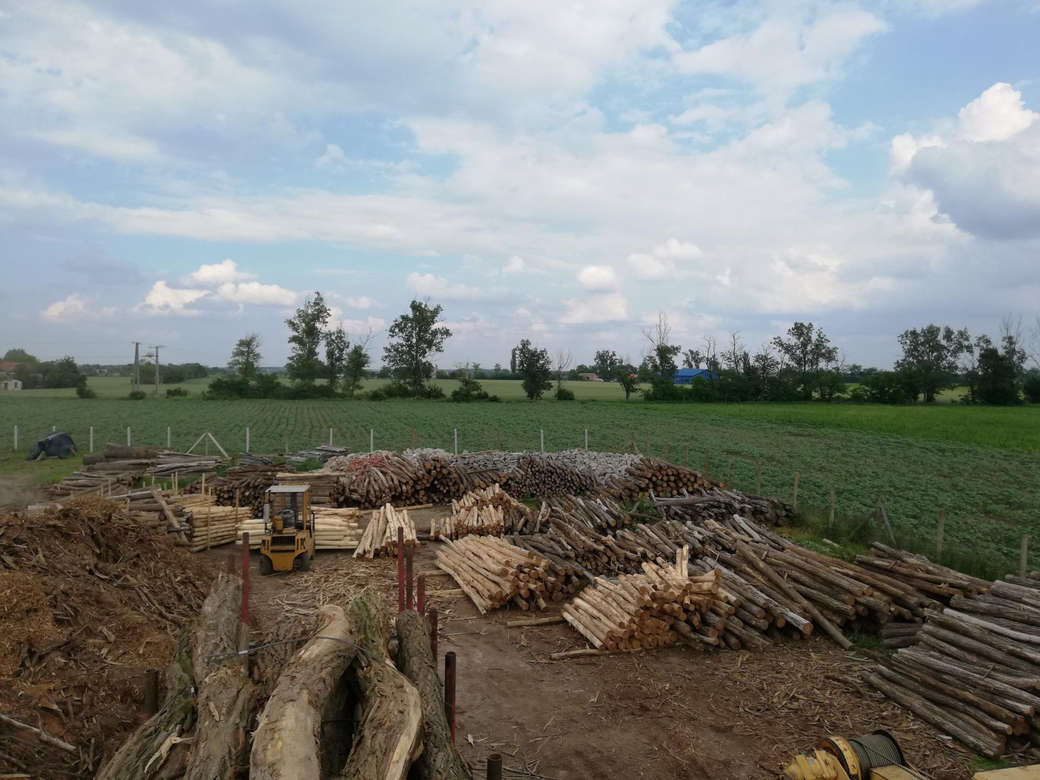 Akazienpfähle Akazienpfähle