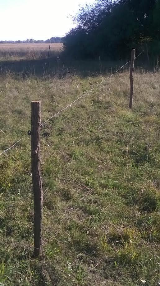 Akazienpfähle Akazienpfähle