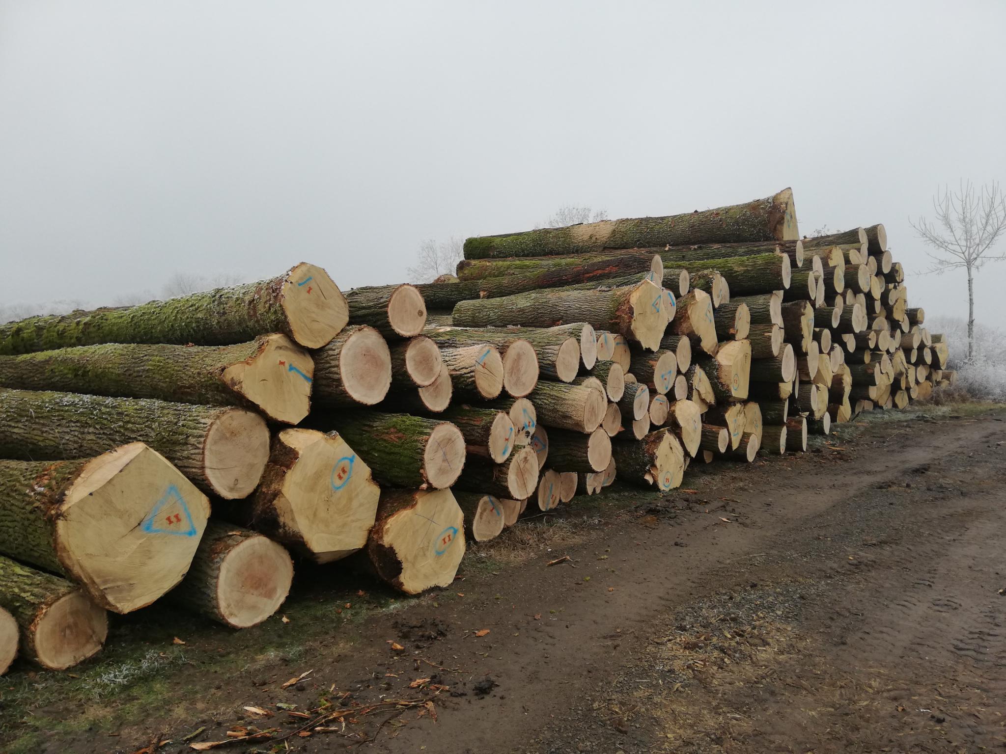 Sonstige Produkte aus Akazienholz